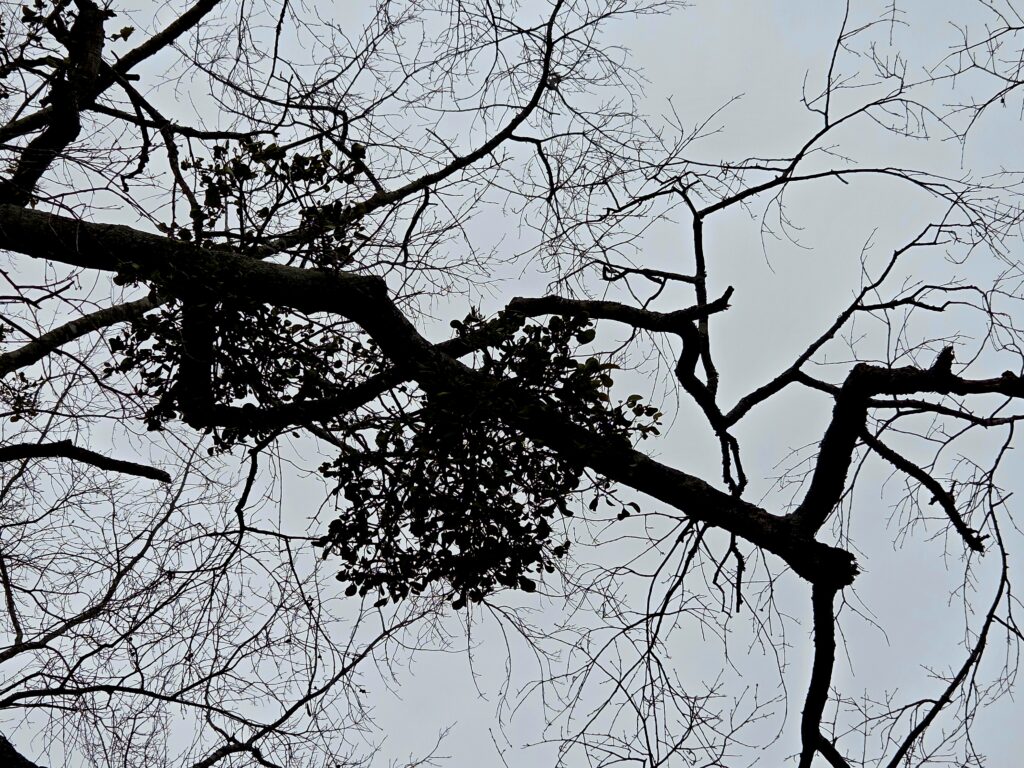 Two round clumps of mistletoe stand out among the angular branches of a large tree. An evergreen, the mistletoe is fully leafed out with small, oblong leaves creating ball-shaped masses that appear to float in the bare canopy of trees in winter.