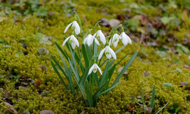 Exploring Your Creative Genius: ‘The Rhythmical Creation of Beauty’