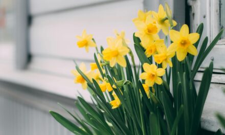 Little Big Moments: The Gift of Cheer