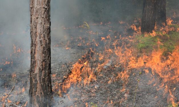 Prescribed Fire At Jordan Lake Could Lead To Smoky Conditions For Chapel Hill Residents