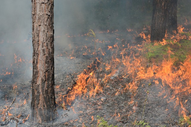 Prescribed Fire At Jordan Lake Could Lead To Smoky Conditions For Chapel Hill Residents