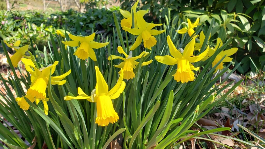 True to its name, these small yellow daffodils are among the first to bloom here in Orange County, N.C. The thin, bright yellow leaves arch back from the center trumpet. Thin green leaves about the same height as the flowers surround the blooms. Geoffrey Neal took this photo.