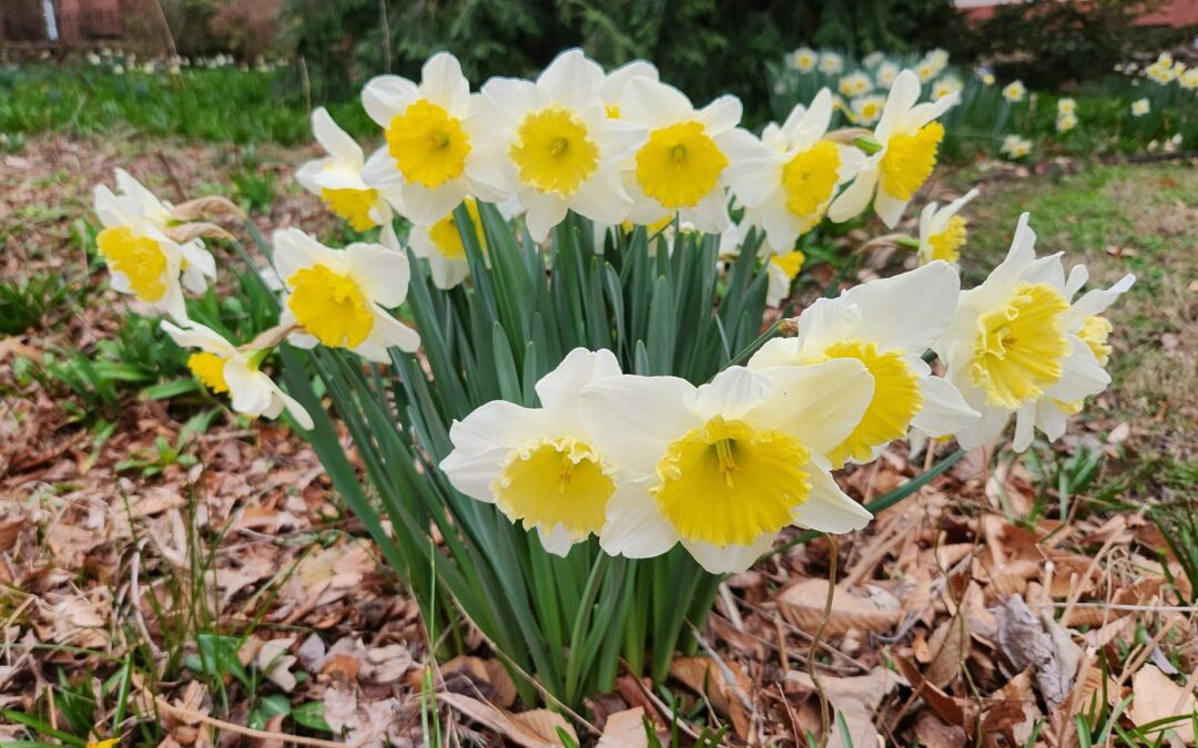 Refugium: Jinkies, Jonquils!