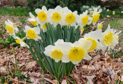 Refugium: Jinkies, Jonquils!