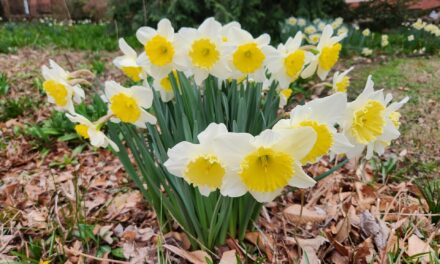 Refugium: Jinkies, Jonquils!