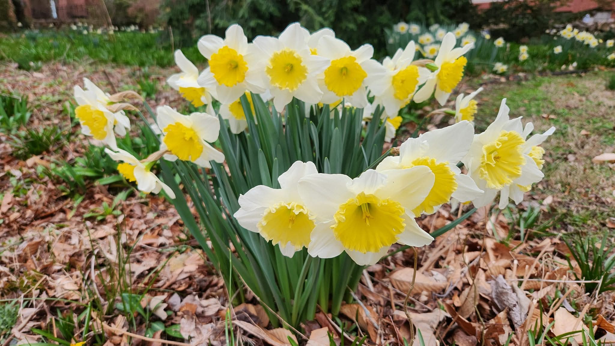 Refugium: Jinkies, Jonquils!