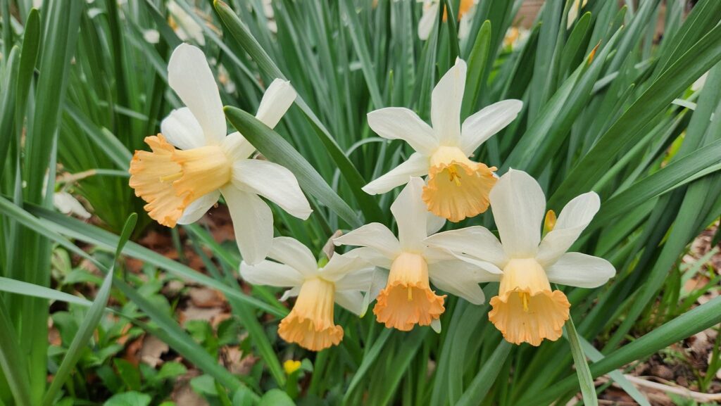 This photo by Geoffrey Neal shows five daffodils with creamy six creamy white oblong petals and a long pale peach “trumpet” in the center. They are surrounded by long, skinny green leaves.
