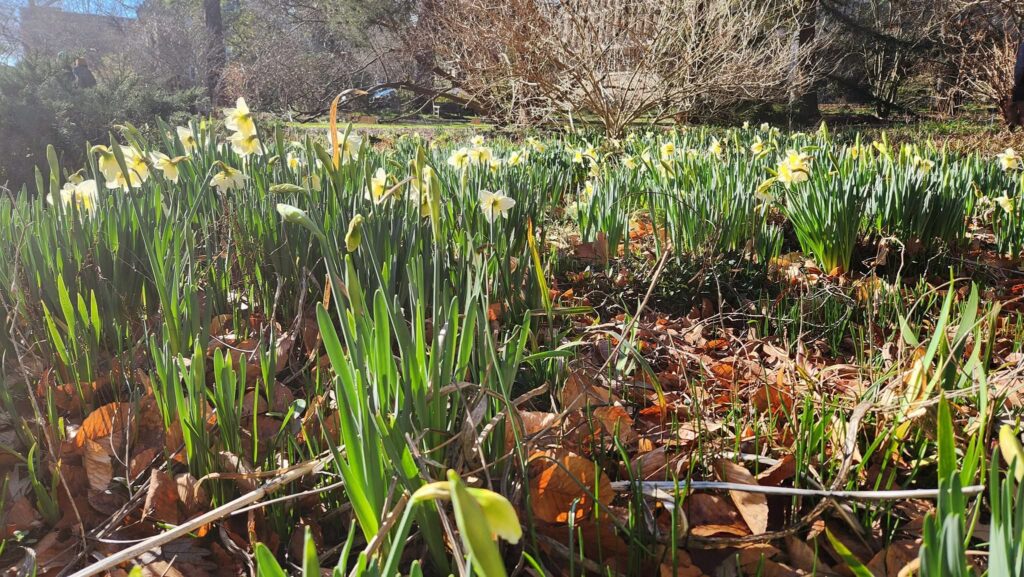 This wide shot by Geoffrey Neal shows a variety of spring daffodils growing alongside the Presidents Walk, a prominent passage through UNC-Chapel Hill’s Coker Arboretum. Green leaves and stems emerge from the dead leaves, accented by blooms in shades of cream and yellow. A low, wide shrub dominates the background, with more shrubs and trees in the very far ground.