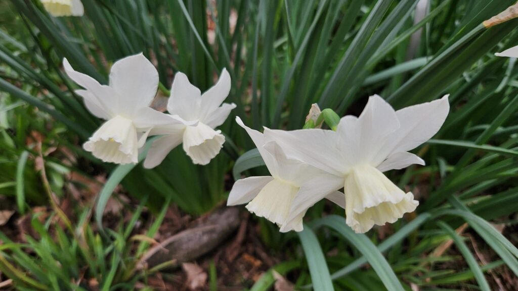 Five pearly white daffodils rise above a clump of tall, skinny green leaves and some leaf litter. The petals flex slightly backward, away from the trumpet, and come to tiny points. Photo by Geoffrey Neal.