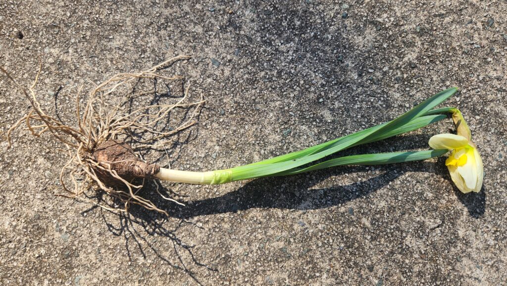 A daffodil bulb recently pulled from the ground. The bulb end is a brown oval with many light tan roots extending from it. Just above the bulb, the stem is white, gradually turning to a darker green. Leaves extend from just above the white area. At the top is a yellow and white partially opened bloom. The plant is laid out on a mottled concrete pad in the early morning sun. Photo by Geoffrey Neal.