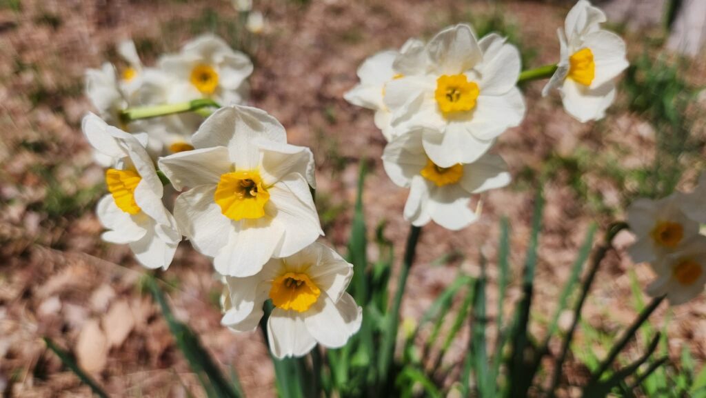Tight circles of creamy-white oval petals surround an orangey-yellow center, resembling a fried egg. They are against a background of green leaves to the bottom right and dried leaves to fill out the frame. Photo by Geoffrey Neal.