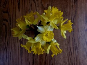 Bright yellow daffodils with frilly trumpets surrounded by six petals stand in a vase on a light brown wooden sideboard. Photo by Geoffrey Neal.