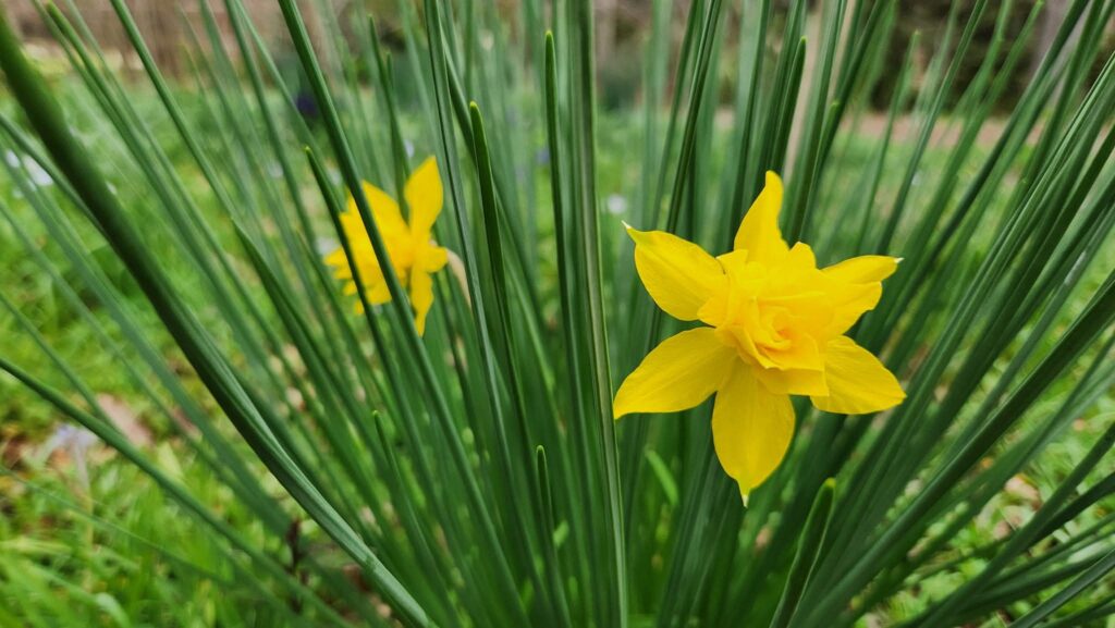 Two vibrant yellow six-petaled flowers peek between long skinny green leaves resembling an explosion. The yellow petals have little spikes at the end and the center is a double flower resembling a small rose. Smells lovely (its scientific name includes odorus). This antique bulb was first described by Western botanists in 1601. Photo taken by Geoffrey Neal.