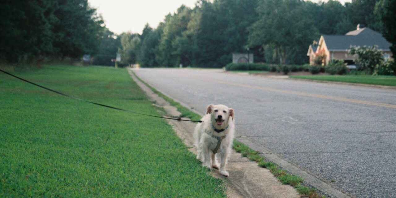 Little Big Moments: A Dog-Walking Meditation