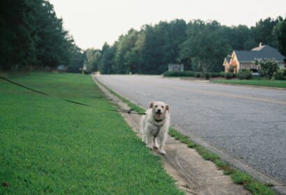 Little Big Moments: A Dog-Walking Meditation