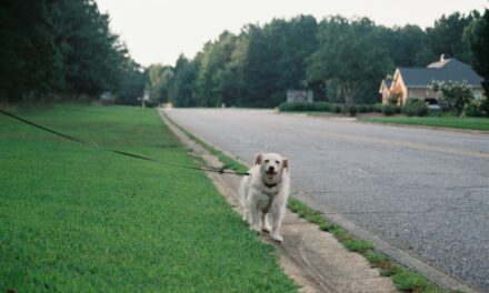 Little Big Moments: A Dog-Walking Meditation