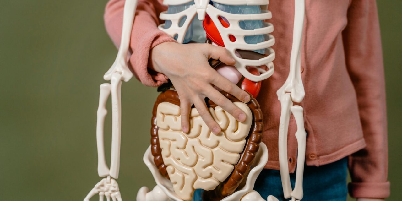 The Future of Wellness: Visceral Fat, The Most Dangerous Fat You Can’t See