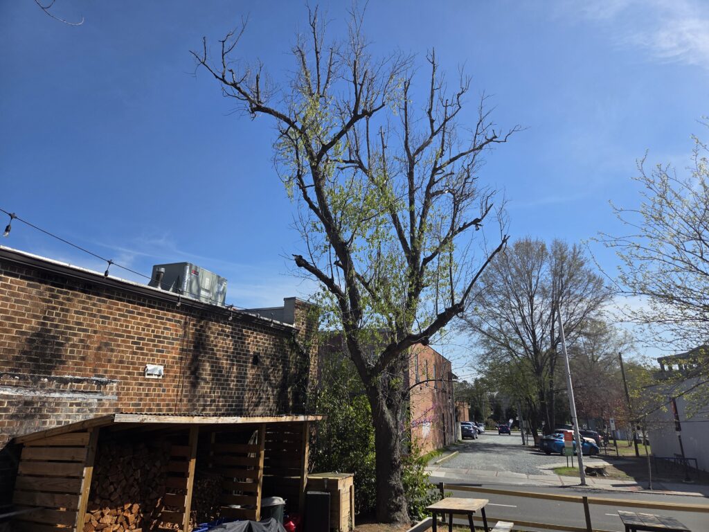 An old tree, its lowest limbs removed years ago, clings to life beside a low brick building in Carrboro, N.C. The tree shows some samaras (the fruits that bear its seeds) on the early spring day the photo was taken, bright pops of green are visible along its main trunk and upper branches. The sky is deep blue with a few wispy clouds on the right of the photo. In the background is another large tree and a municipal parking lot. A small lean tool woodshed and picnic table are in the foreground.