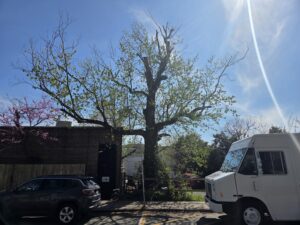 A large old maple tree spreads its limbs against a bright spring sky in Carrboro, N.C. The old tree, missing a lower right limb and showing signs of other abrupt pruning in its canopy, still shows signs of life despite being in overall poor health. Flashes of bright green indicate another season. Those are samaras, the little fruits that carry the seeds of a new generation. On the right is a low brick building and a redbud tree in flower. To its left in the background are other trees. In the foreground is a white delivery van (right) and an SUV (left).