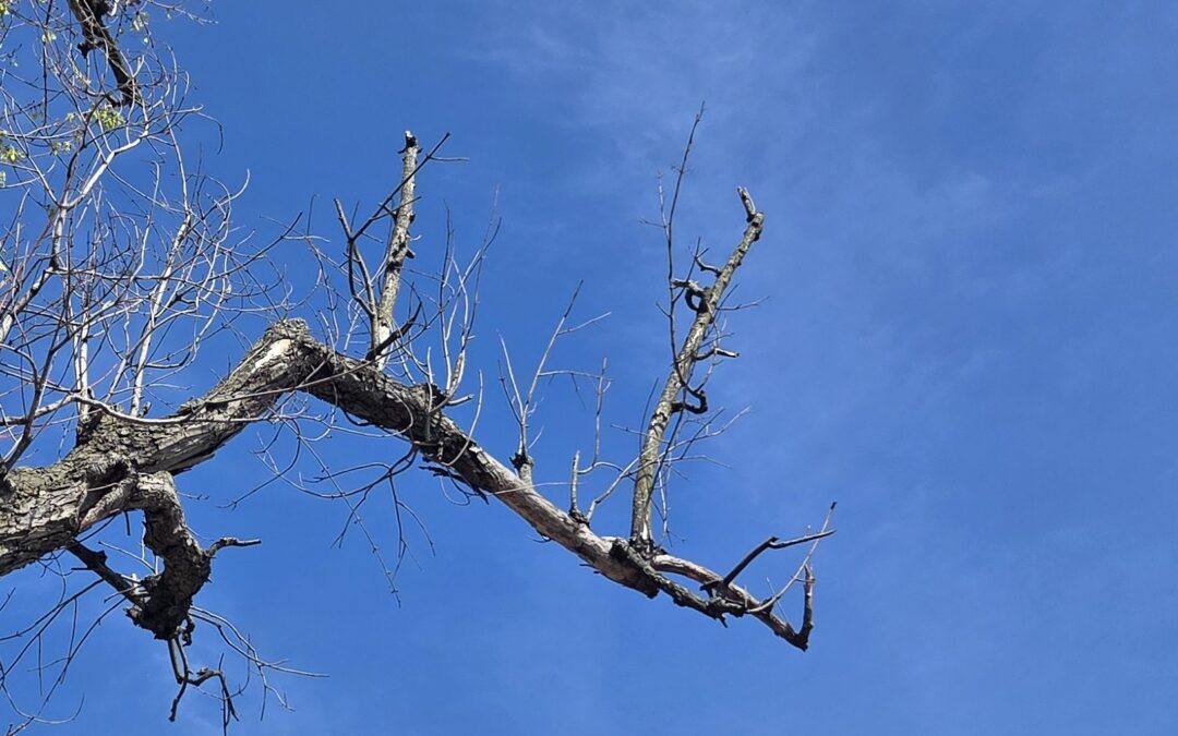 Refugium: A Sylvan SOS