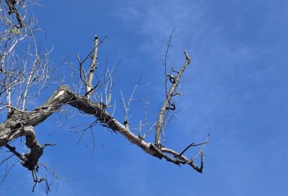 Refugium: A Sylvan SOS