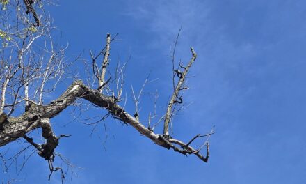 Refugium: A Sylvan SOS