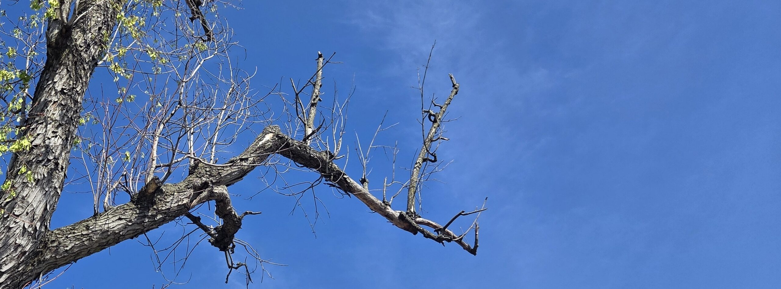 Refugium: A Sylvan SOS