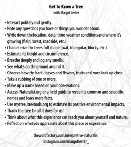 These are prompts for getting to know a tree, created by Margot Lester. · Interact politely and gently. · Note any questions you have or things you wonder about. · Write down the location, date, time, weather conditions and where it’s growing (field, forest, roadside, etc.) · Characterize the tree’s full shape (oval, triangular, blocky, etc.) · Estimate its height and circumference. · Breathe deeply and log any smells. · See what’s on the ground around it. · Observe how the bark, leaves and flowers, fruits and roots look up close, then take a rubbing of one or more. · Make up a name based on your observations. · Access iNaturalist.org or a field guide to reveal its common and scientific names and learn more facts. · Use mytree.itreetools.org to estimate its positive environmental impacts. · Thank the tree for all it does for us! · Think about what this experience can teach you about yourself and nature. · Reflect on what you appreciate about this place or experience.