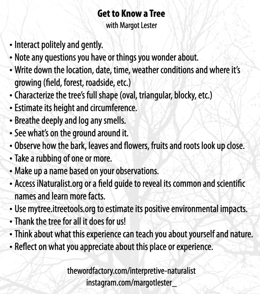 These are prompts for getting to know a tree, created by Margot Lester.
·  Interact politely and gently.
·  Note any questions you have or things you wonder about.
·  Write down the location, date, time, weather conditions and where it’s growing (field, forest, roadside, etc.)
·  Characterize the tree’s full shape (oval, triangular, blocky, etc.)
·  Estimate its height and circumference.
·  Breathe deeply and log any smells.
·  See what’s on the ground around it.
·  Observe how the bark, leaves and flowers, fruits and roots look up close, then take a rubbing of one or more.
·  Make up a name based on your observations.
·  Access iNaturalist.org or a field guide to reveal its common and scientific names and learn more facts.
·  Use mytree.itreetools.org to estimate its positive environmental impacts.
·  Thank the tree for all it does for us!
·  Think about what this experience can teach you about yourself and nature.
·  Reflect on what you appreciate about this place or experience.

