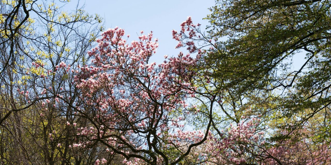 This Just In: Spring! No, Really!