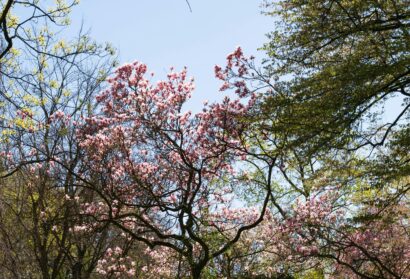 This Just In: Spring! No, Really!