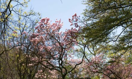 This Just In: Spring! No, Really!