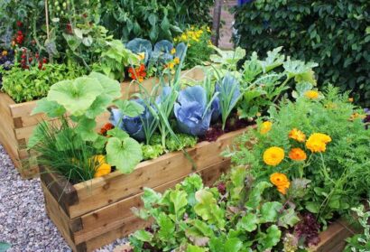 Playing in the Dirt: Plant Some Vegetables!