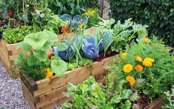 Playing in the Dirt: Plant Some Vegetables!