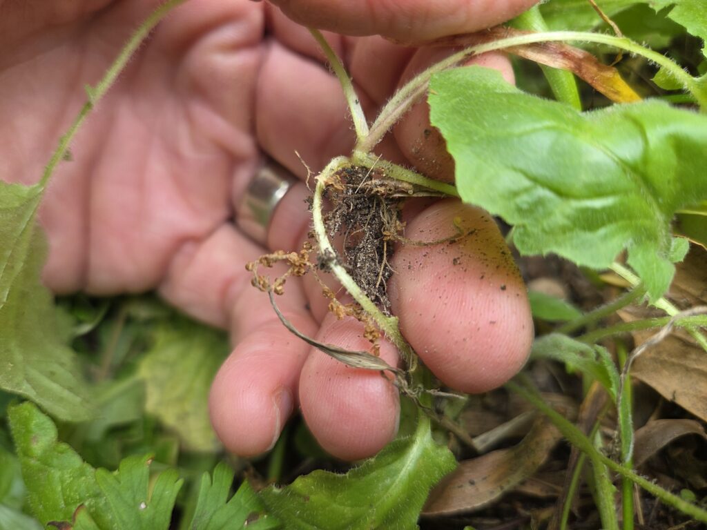 This photo by Geoffrey Neal shows him removing Youngia japonica.