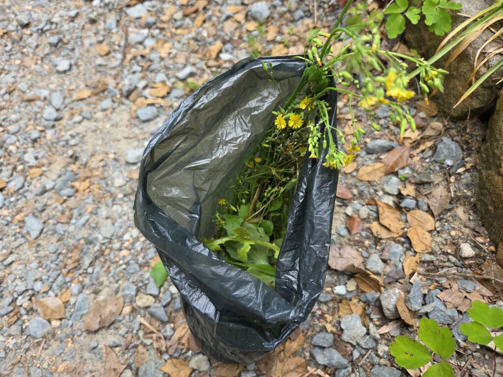 This photo by Geoffrey Neal shows him putting Youngia japonica into a bag.