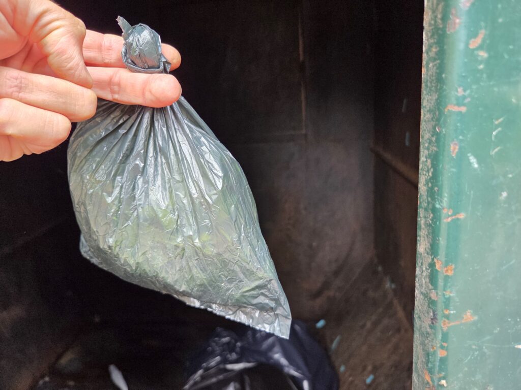 This photo by Geoffey Neal shows him responsibly disposing of Youngia japonica in a trash can.