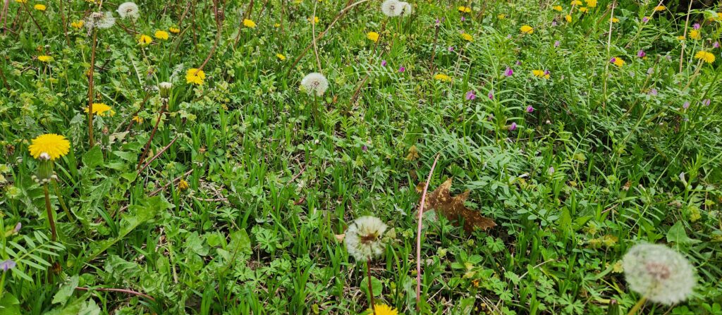 This photo by Geoffrey Neal shows a multitude of grasses, groundcovers and flowering plants in various states of their spring finery. Dandelions are prominent, some still yellow and cheerful, others gone to cottony seed. In the upper right, a patch of common vetch (Vicia sativa) shows off its tiny magenta flowers. Below it, a brown red oak (Quercus rubra) leaf rests among the greenery. 