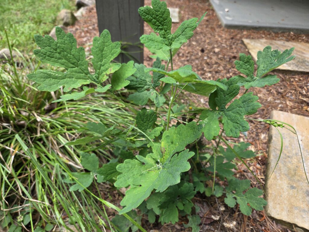 The leaves of the wood poppy (Stylophorum diphyllum), reminiscent of white oak (Quercus alba) leaves, look like a matelassé quilt set against a concrete walkway, mulch planting bed and neighboring plants. Photo by Geoffrey Neal. 