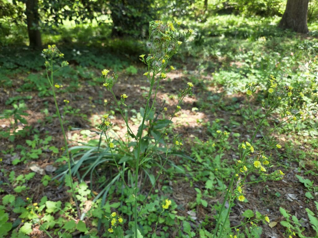 This photo by Geoffrey Neal shows a central North Carolina garden in mid-Spring, dominated by varying shades of green groundcover. In the foreground stands the culprit, false hawksbeard (Youngia japonica), with its long, lobed leaves, tall stalks and crown of tiny yellow aster-like flowers. 