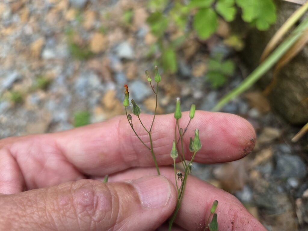 A white man’s hand holds the fruiting parts of a Youngia japonica. Teardrop-shaped green capsules sit atop skinny stalks radiating from the main stem. The one on the far right bears a red fruit. In the blurry background is a gravel path, some large stones and more green plants. 