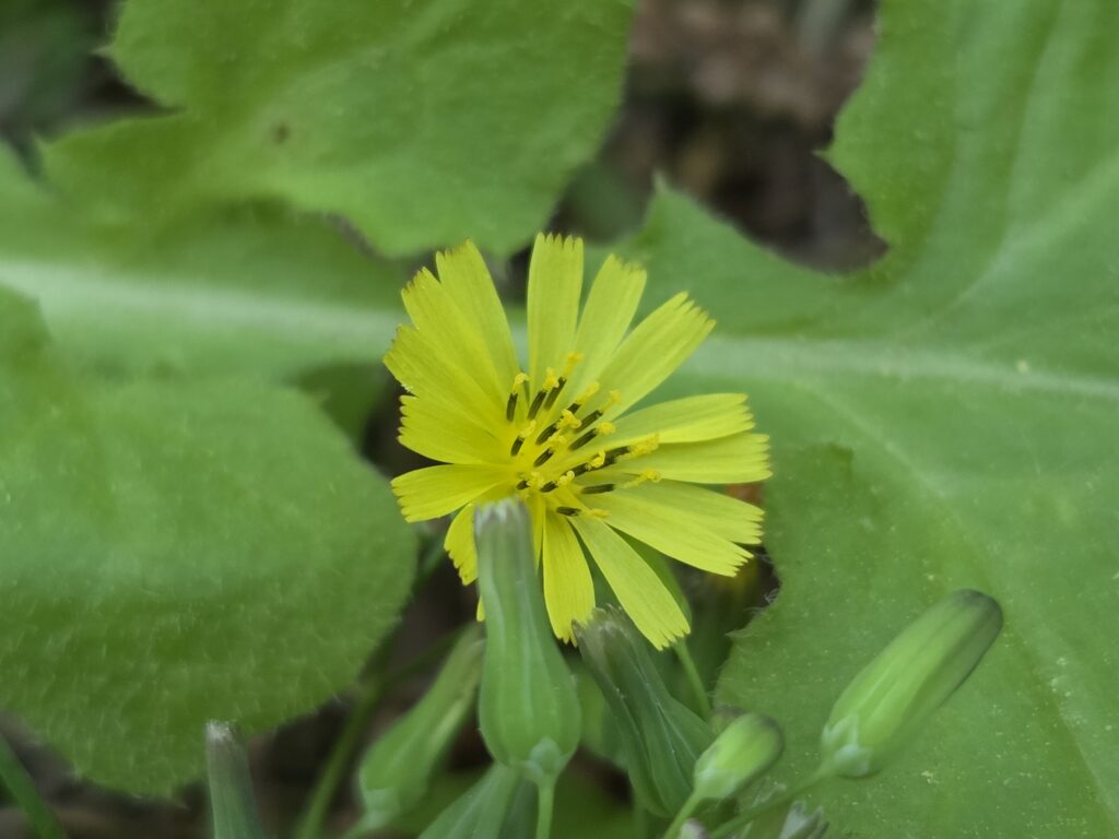 The delicate yellow Youngia japonica has smooth sides and frayed ends. The center features a crown of yellow and black. Photo by Geoffrey Neal.