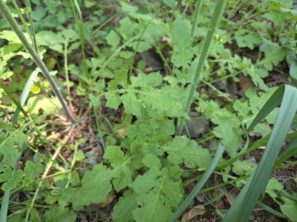 A patch of light green Youngia japonica leaves takes up most of this photo. The varied browns of leaf litter and mulch provide a little contrast. On the left, a sunbeam conveniently illuminates the plant’s stalk and leaves. On the bottom right, a few darker green skinny leaves of unknown provenance hold their ground. Photo by Geoffrey Neal.