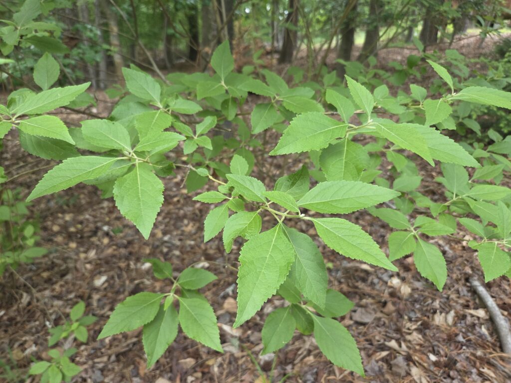 Not yet sporting the vibrant magenta fruits that give the beautyberry (Callicarpa americana) its common name, the shrub’s serrated oval leaves blend in with the rest of the woodland. These are set against brown leaf litter and branches, with the trunks of larger trees standing in the background. Photo by Geoffrey Neal.