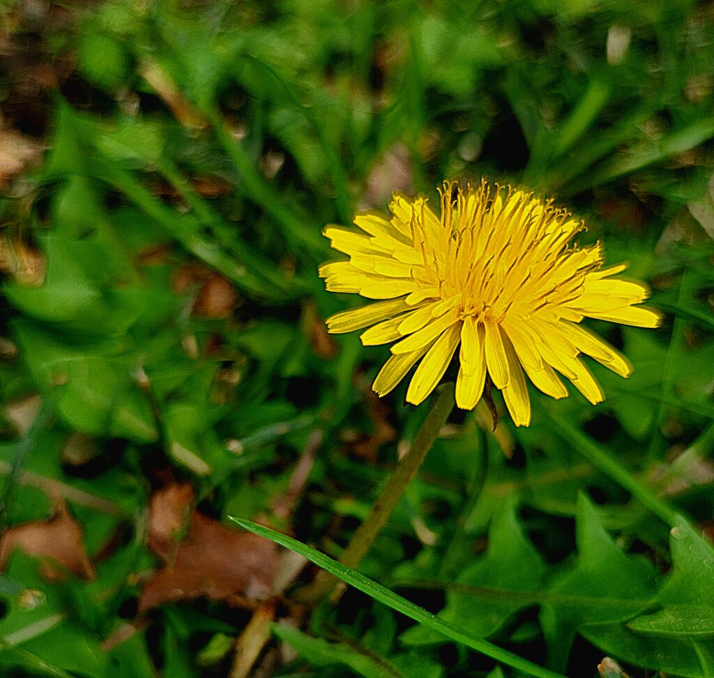 A vibrant yellow dandelion (Taraxacum officinale) stretches skyward out of a carpet of dark green leaves and grasses. Photo by Geoffrey Neal.