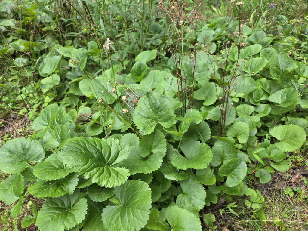 A clump of trowel-shaped dark green leaves nearly obscures wispy brown shoots topped by spent flowers of the golden ragwort (Packera aurea) in a Pittsboro, N.C., garden. Photo by Geoffrey Neal