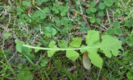 Refugium: See It, Pull It, Bag It, Toss It