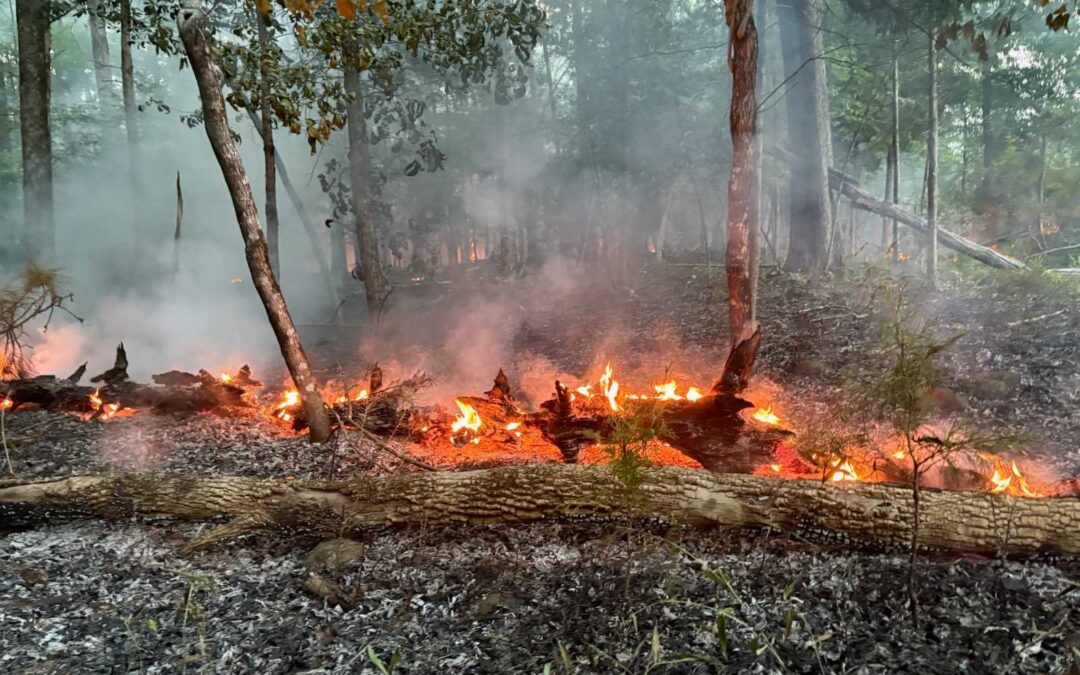 Brush Fire Contained, But Still Burning in Carolina North Forest; Officials Warn of Smoky Conditions