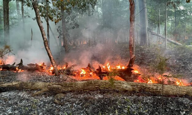 Brush Fire Contained, But Still Burning in Carolina North Forest; Officials Warn of Smoky Conditions