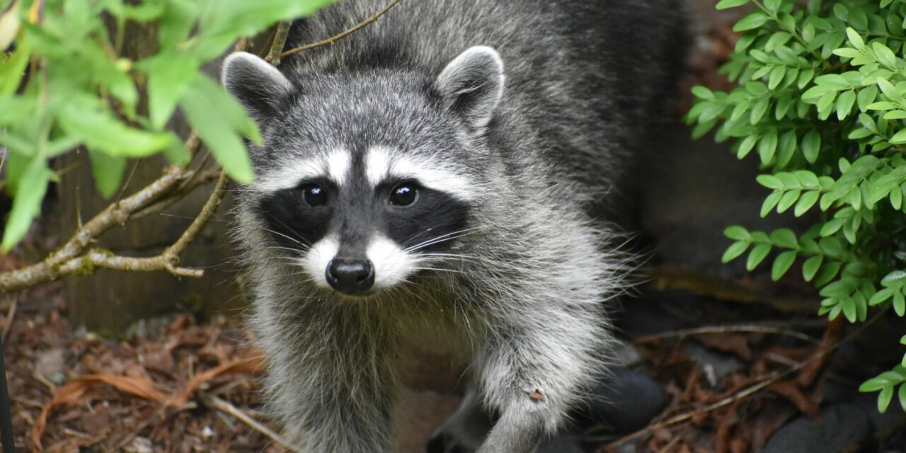 Rabid Raccoon Reported By Orange County After Altercation With Two Dogs